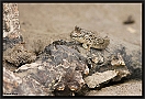 Berberse slijkspringer, Atlantic Mudskipper, Periophthalmus barbarus Location: Tanji, the Gambia berberse slijkspringer MG 6724 kopie